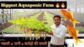 मछली से उगने वाली सब्जी करोड़ो की || Biggest Aquaponic Farm || Hello Kisaan