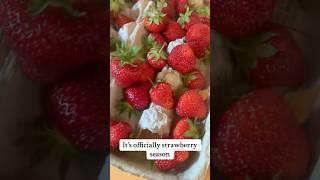#strawberry #homegrown #fruit #homesteadlife #gardening #fresh #organic #selfsufficiency #harvest
