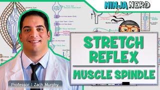 Neurology | Spinal Cord: Stretch Reflex | Muscle Spindle