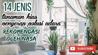 14 Jenis Tanaman Hias Penyerap Udara yang Direkomendasikan oleh NASA #tanamanhias #tanamanindoor