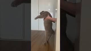 Зажигательные танцы кота Прохора!