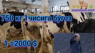 Биринчисига бугоз гигант гуножинлар!!