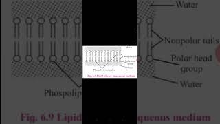 XI Biology Chapter Biomolecule Lecture#3