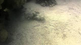 Abu Hashish Reef, Red Sea.