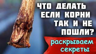 Что делать если корни так и не пошли? - Раскрываем секреты!