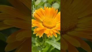 The beauty of calendula flowers || Home Gardening | #flowers #youtubeshorts #trendingshorts #shorts