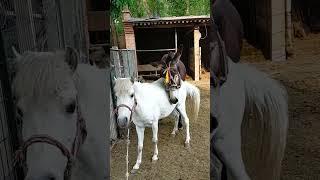 Funniest Donkey Ever Donkey Training the fun way 1201