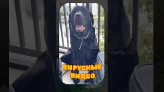 ВИРУСНЫЕ ВИДЕО / Домашний ЁЖ 