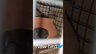 new Bird video #birds