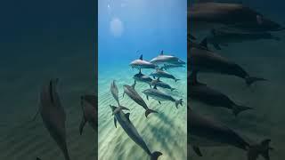 "Why Are Sharks Afraid of Dolphins? The Untold Truth!" #animals #shorts