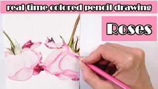 Real time colored pencil drawing - Pink roses