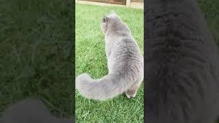 cats funny cute #cute#funny#trending#viral#shorts