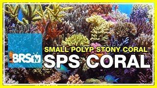 Week 37: Small Polyp Stony corals! SPS selection, care, & placement | 52 Weeks of Reefing