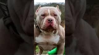 Rottweiler dog free #youtubeshorts #shorts #viralvideo #ranjit official ०७७ #puppy #rottweiler #ranj