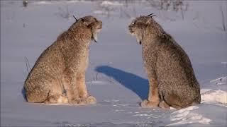 Lynx Screaming during mating season