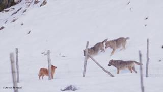 Brave Dog Escapes Pack of Hungry Wolves In Shocking Video