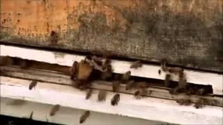 Ancient Discoveries: Lost Science of the Bible Documentary