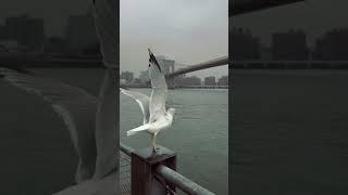Brooklyn Bridge   #brooklyn #usa #newyork