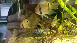 Keyhole cichlid fry. (Cleithracara maronii)