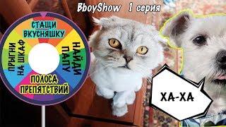 КОШАЧЕЕ КОЛЕСО ФОРТУНЫ И МЕГА СЛОЖНЫЕ ЗАДАНИЯ ДЛЯ КОТОВ