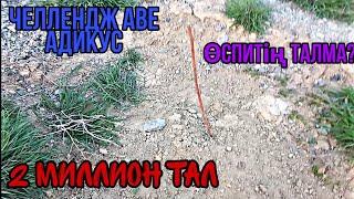 Аве Адикустын челленджын орындадык!2 миллион тал ектік!