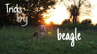 Amazing Summer tricks by beagle Xena ~ Don't Give Up On Me