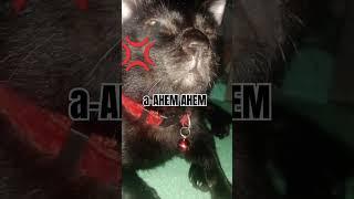 hiro even forgets he has a brother  | #funny #memes #cat #fypシ゚viral