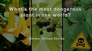 What's the most dangerous plant in the world?