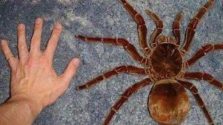 Incredible Spiders - National Geographic, Full Documentaries HD