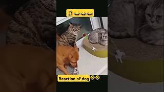 dog is really scared #funny #cat #dog #youtubeshorts