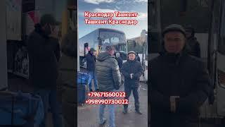 Автобус Ташкент Краснодар Краснодар Ташкент пассажирский перевозки #краснодар #автобус #ростов #2024