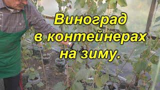 Мой метод посадки винограда в зиму в контейнеры.