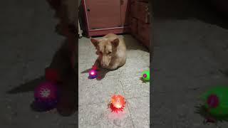 #doglover #silent killer #silent boy #bhairava #shortsfeed