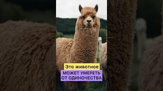 ЭТО ЖИВОТНОЕ ПОГИБАЕТ БЕЗ СОРОДИЧЕЙ