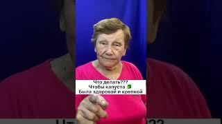 Что делать? Чтобы капуста  росла крепкой?!