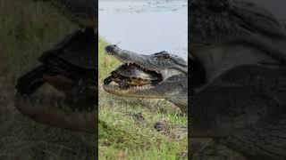 Can the Crocodile Defeat the Turtle? Rooting for the Turtle! #youtubeshorts #animals
