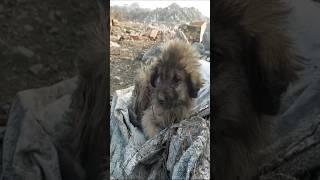 Heartbreaking late rescue for a puppy who was thrown away at garbage dump