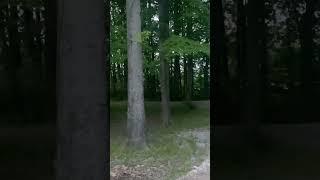 THE SCREAMER