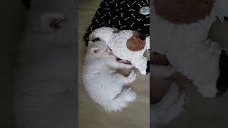 포메#강아지#귀여운#꼬미# 열심히 뛰어놀다 친구랑 코 넨네중ㅋㅋ @_