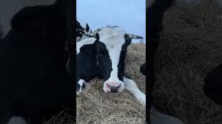 Очень умный бык Бала лежит на сене. #bull #бык #animal #животные #cow #cowvideos #коровы #теленок