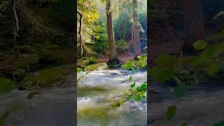 On the way to Reinhardstein Castle️ #travel #belgium #hiking #youtubeshorts