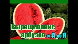 Выращивание арбузов от А до Я / Все о бахче в одном видео