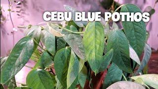 CEBU BLUE (EPIPREMNUM PINNATUM) | Care And Propagation With Updates #houseplants #cebublue #pothos