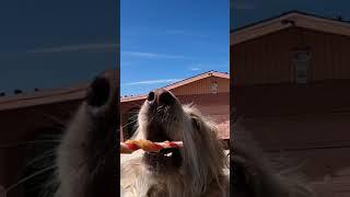 when dogs comes in like a shark