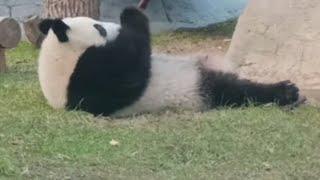 КаТя, ну чË заШло?МоСковСкий зооПаРкbaBy paNda MOScow Zoo