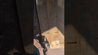 Wood Finishing Matching #shorts #woodworking #wood