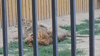 ️Львиная любовь или лев вместо перины.  #lions #animals