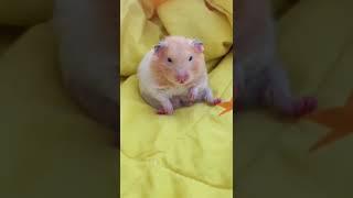 Funny hamsters video  so funny so cute #hamster #hamstershorts #shorts