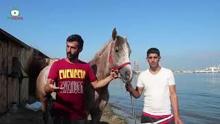 Milyonlık yarış atları, Yalova'da yüzüdürülüyor