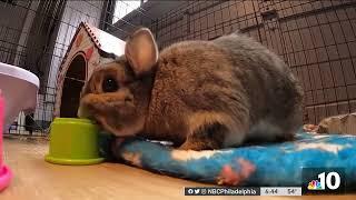 South Jersey Woman Creates the ‘Rabbit Café' With Foster Bunnies